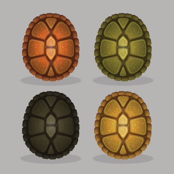 Ocean Sea Turtle Shells Stock Illustration - Download Image Now - Animal  Shell, Turtle, Tortoise - iStock