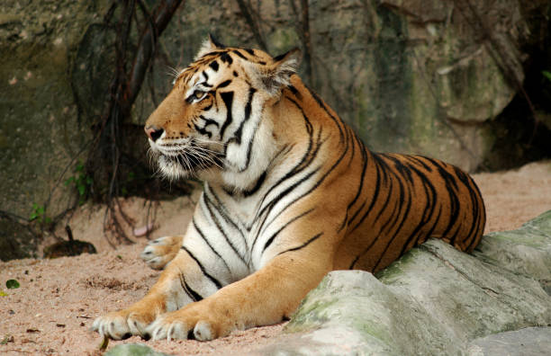 istock Bengal Tiger in forest show head and leg. 689366572