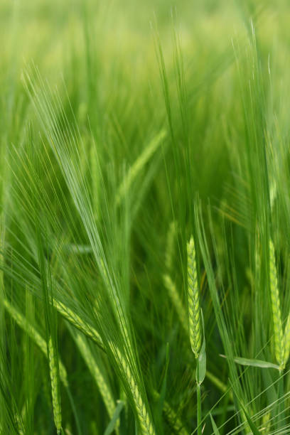 istock field of barley 689366662