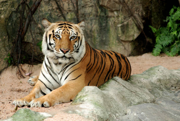 istock Bengal Tiger in forest show head and leg. 689369146