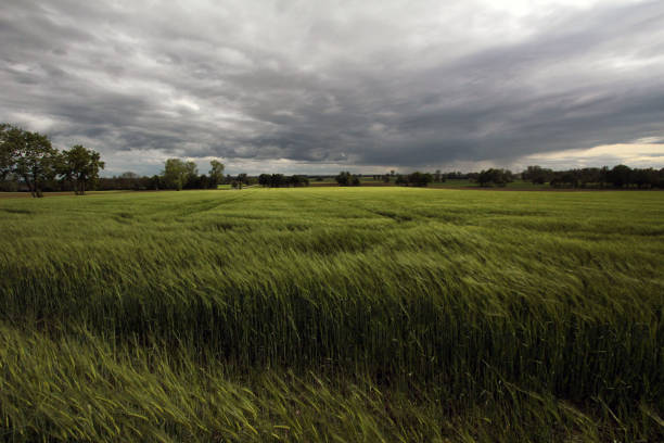 istock field of barley 689369276
