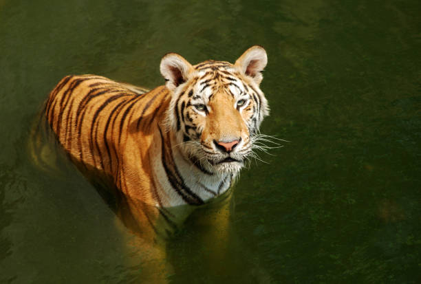 istock Tigers play hot water. 689369518