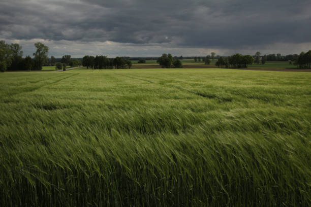 istock field of barley 689372592
