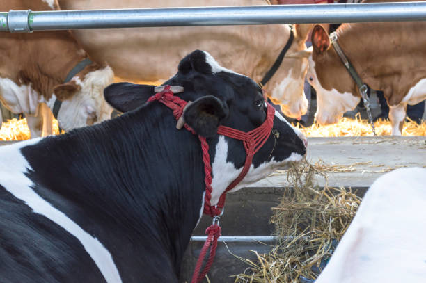 istock Cow in a farm cowshed. 689373546