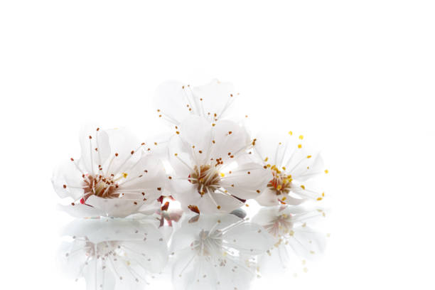 istock Branch of blooming spring apricots 689374092