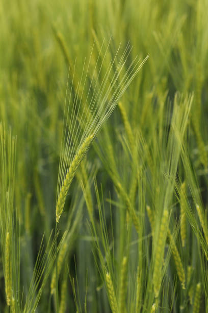 istock field of barley 689374400