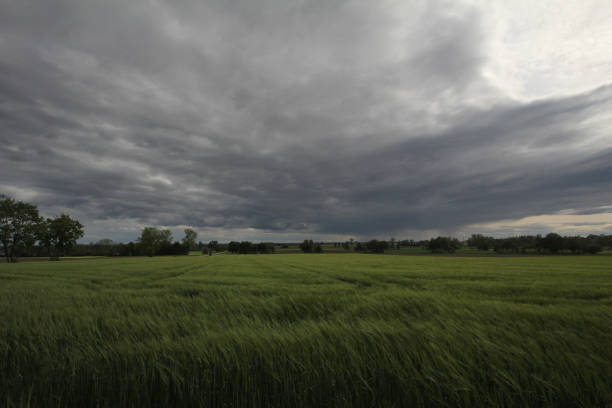 istock field of barley 689376602