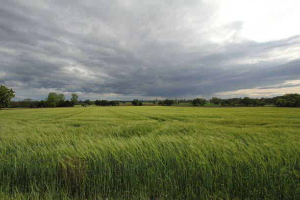 istock field of barley 689376670