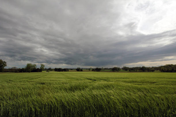 istock field of barley 689376722