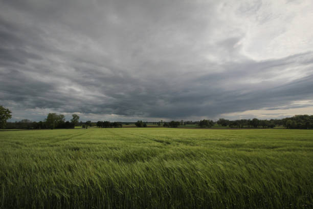 istock field of barley 689376868