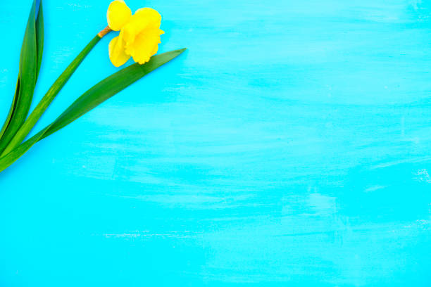 istock Spring yellow narcissus on blue painted wooden planks with space for text 689380824