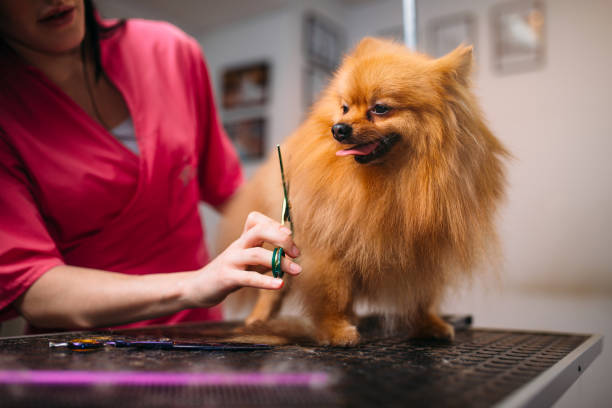 istock Pet groomer makes grooming dog 689386244