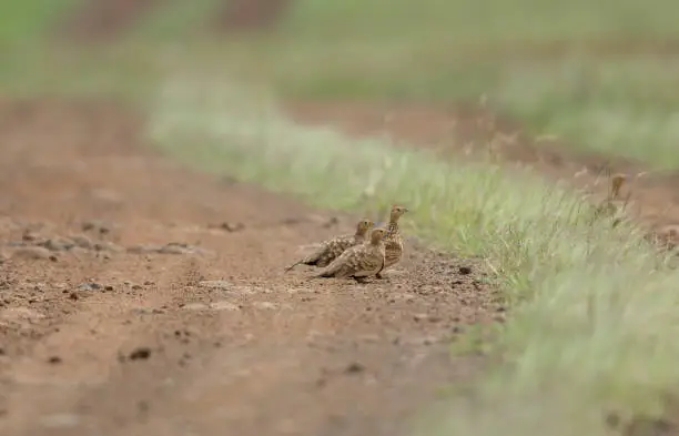 Photo of Chestnut-Bellied Sandgrouse