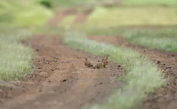 Photo of Chestnut-Bellied Sandgrouse