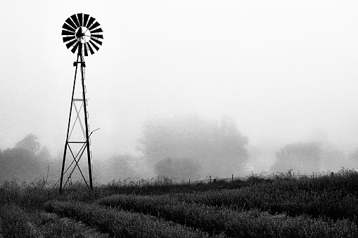 Black and white windmill against a foggy sky and agricultural rows.