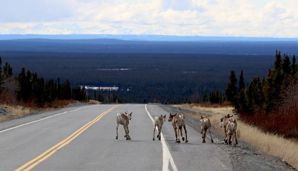 istock Caribou on the Richardson 689397922