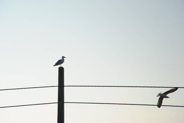istock Clouds and seagulls in the Spanish sky 689398154