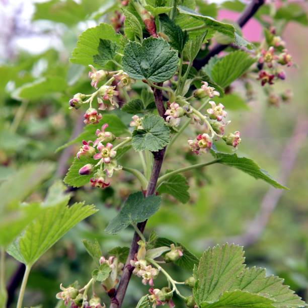 istock the flowers of black currant 689401738