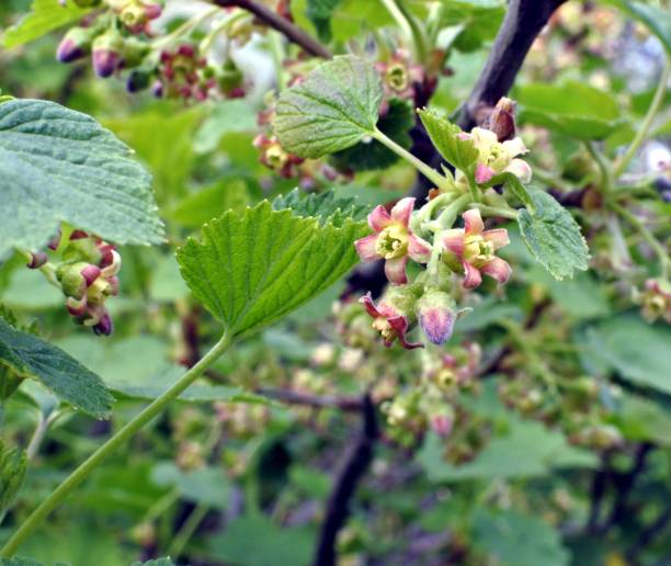 istock the flowers of black currant 689401756