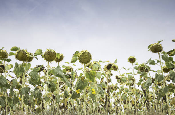 istock Field of sunflowers 689401850