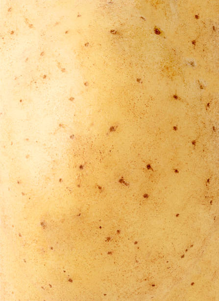 potato texture - potato skin imagens e fotografias de stock