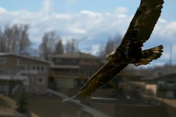 Young eagle flying through a neighborhood in Anchorage Alaska