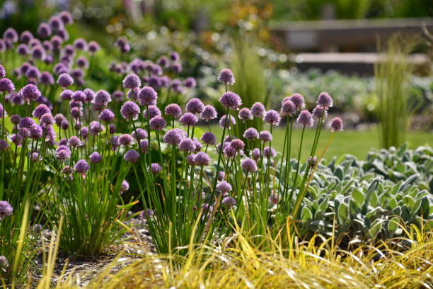 istock Onion Chives, Jersey, U.K. 689410072
