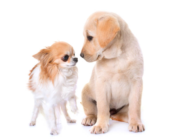 istock puppy labrador retriever and chihuahua 689410104