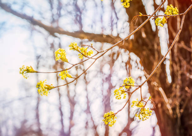 lipa kwitną zbliżenie zdjęcie. kwiaty kwitnące drzewo lipa drewna naturalnego tła, wiosna. - linden tree zdjęcia i obrazy z banku zdjęć