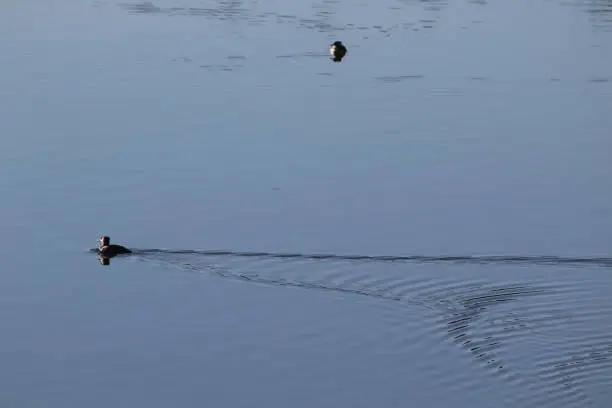 Duck swimming across still water on lake