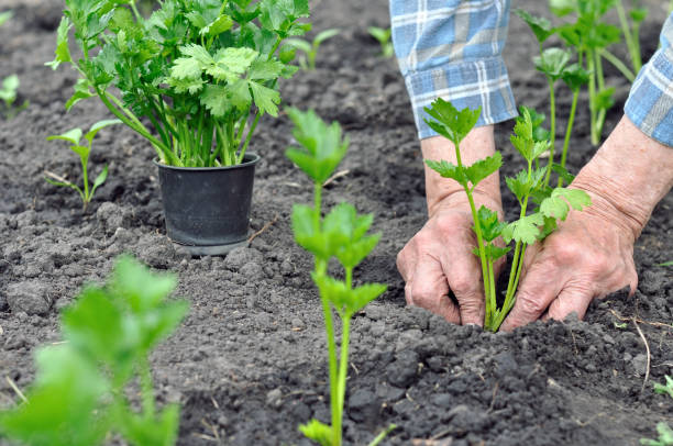 farmer's hands planting a celery seedling stock photo