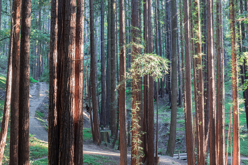 Henry Cowell Redwoods State Park, Santa Cruz County, California, USA.