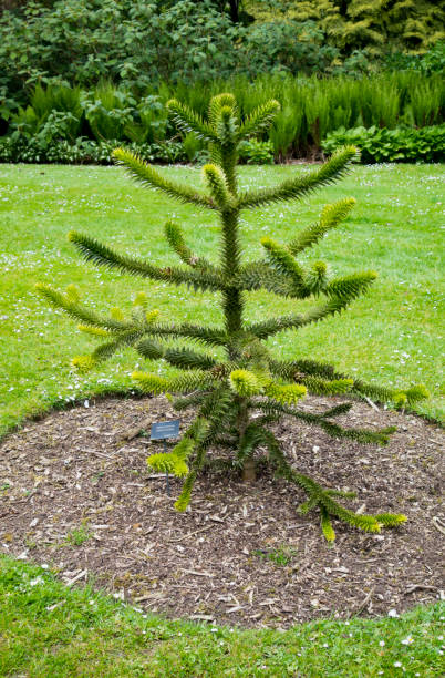 Young Monkey Puzzle tree (Araucaria Araucana) A young Monkey Puzzle tree (Araucaria Araucana) growing in a bed in the middle of the garden lawn. araucaria araucana stock pictures, royalty-free photos & images