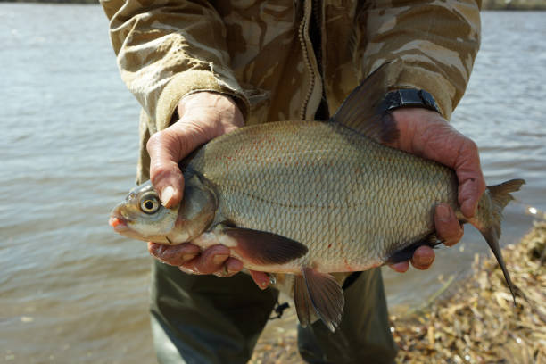 istock Big bream in fisherman's hand 689419508