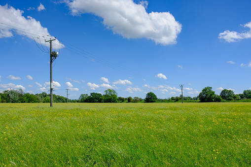 Summer meadow, full of buttercups seen with electricity supply poles. The telegraph pole cables supply power to an out of view english village.