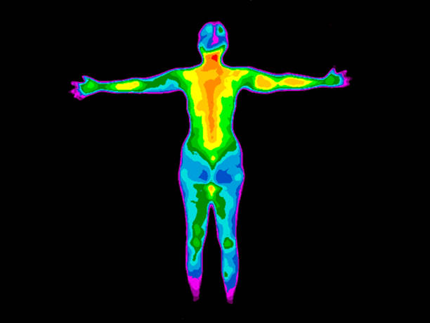 Thermography Whole Body Back Thermographic image of the back of the whole body of a woman with the photo showing different temperatures in a range of colors from blue showing cold to red showing hot which can indicate joint inflammation. human leg photos stock pictures, royalty-free photos & images