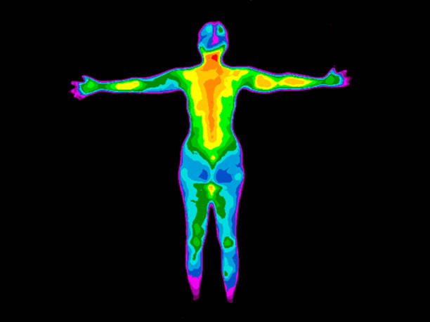 Thermography Whole Body Back Thermographic image of the back of the whole body of a woman with the photo showing different temperatures in a range of colors from blue showing cold to red showing hot which can indicate joint inflammation. thermography body stock pictures, royalty-free photos & images