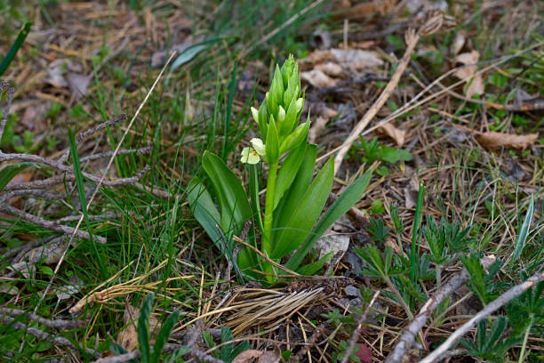 istock The Elder-flowered Orchid (Dactylorhiza sambucina) in the Balkan mountains in spring. 689424932