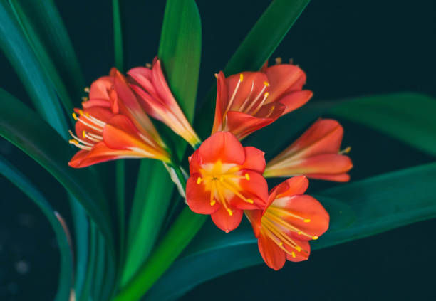 flores da planta lilly kaffir. uma cabeça de floração de clivia miniata (também conhecido como lírio natal, arbusto lírio, lírio de kaffir). - kaffir lily - fotografias e filmes do acervo