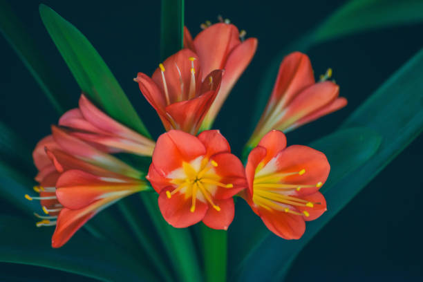 flores da planta lilly kaffir. uma cabeça de floração de clivia miniata (também conhecido como lírio natal, arbusto lírio, lírio de kaffir). - kaffir lily - fotografias e filmes do acervo