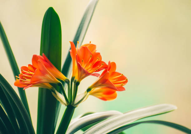 flores da planta lilly kaffir. uma cabeça de floração de clivia miniata (também conhecido como lírio natal, arbusto lírio, lírio de kaffir). - kaffir lily - fotografias e filmes do acervo