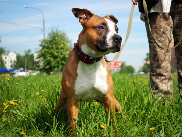istock Cute dog on a walk. Friendly puppy. Green grass, blue sky 689431890