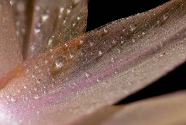 Schlumbergera truncata (false christmas cactus) flower petals macro closeup with small water droplets on it on black background Schlumbergera truncata petals with water droplets zygocactus truncatus stock pictures, royalty-free photos & images