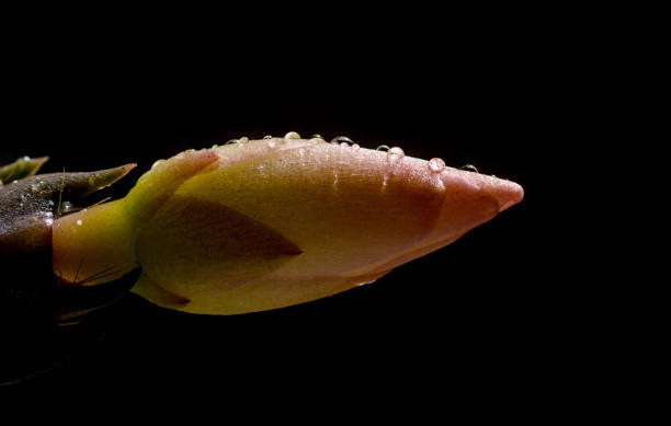 Unblossomed Schlumbergera truncata (false christmas cactus) flower macro closeup with small water droplets on it on black background Unblossomed Schlumbergera truncata zygocactus truncatus stock pictures, royalty-free photos & images