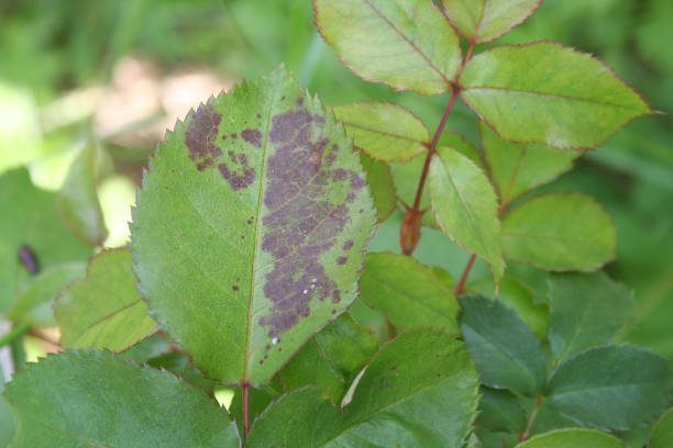 istock Black spot on rose leaves. 689438724