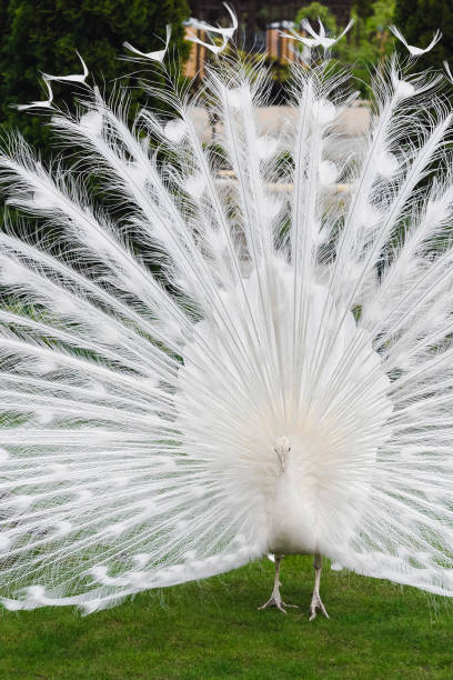 istock Male white peacocks are spread tail-feathers XXII 689441798