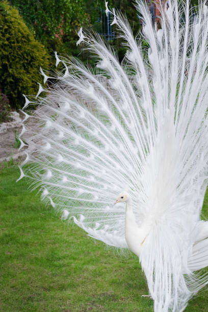 istock Male white peacocks are spread tail-feathers IV 689441920
