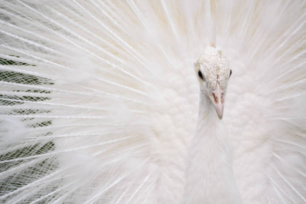 istock Male white peacocks are spread tail-feathers XV 689443220