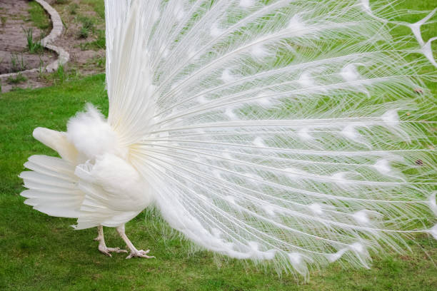 istock Male white peacocks are spread tail-feathers IX 689444022