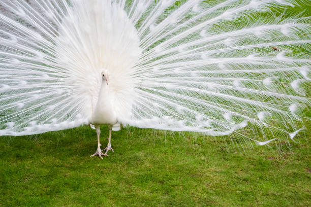 istock Male white peacocks are spread tail-feathers X 689444096